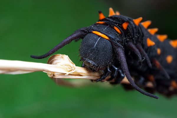 Battus larva by A Wild
